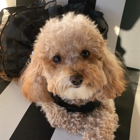 Meet your Posher, Lisa - Picture 1 of 2